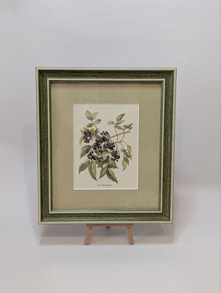 Вінтажна ботанічна ілюстрація &laquo;Бузина&raquo;  IN-0090 фото